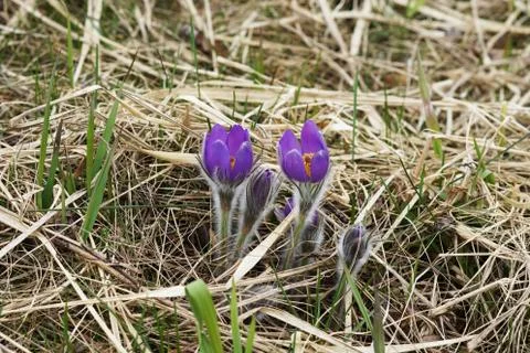 Snowdrop endangered tender first spring March flowers ,close-up Stock Photos