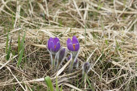 Snowdrop endangered tender first spring March flowers ,close-up Stock Photos