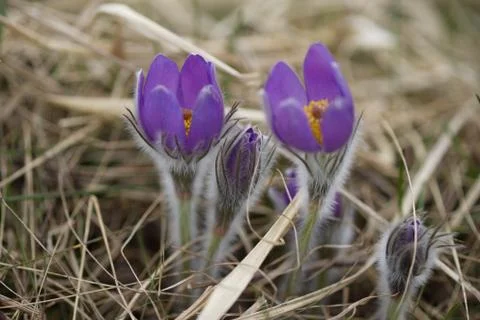 Snowdrop endangered tender first spring March flowers ,close-up Stock Photos