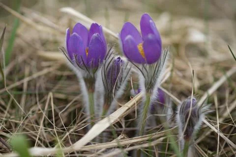 Snowdrop endangered tender first spring March flowers ,close-up Stock Photos