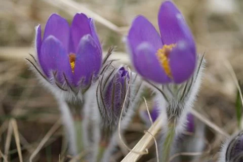 Snowdrop endangered tender first spring March flowers ,close-up Stock Photos