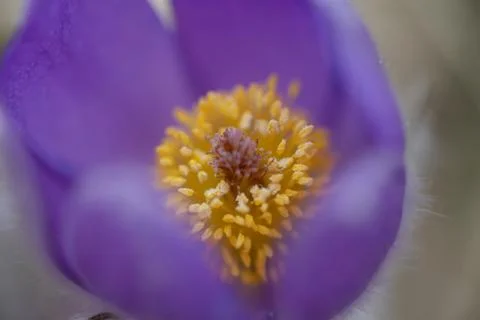 Snowdrop endangered tender first spring March flowers ,close-up Stock Photos