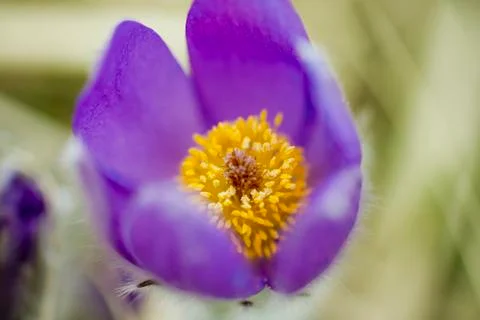 Snowdrop endangered tender first spring March flowers ,close-up Stock Photos