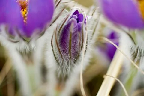 Snowdrop endangered tender first spring March flowers ,close-up Stock Photos
