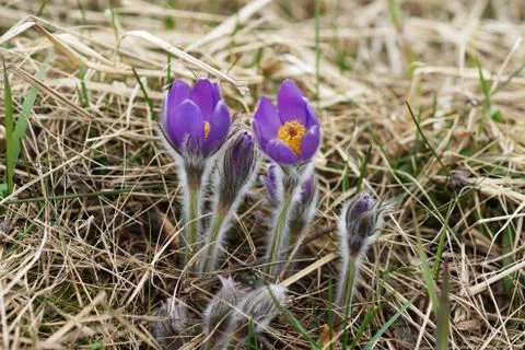 Snowdrop endangered tender first spring March flowers ,close-up Stock Photos