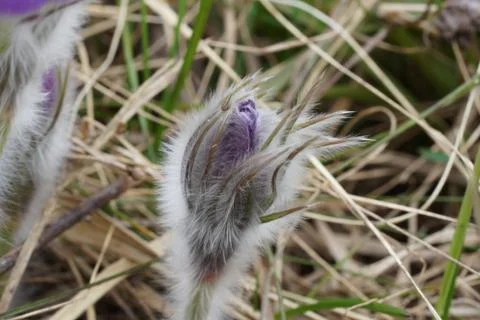 Snowdrop endangered tender first spring March flowers ,close-up Stock Photos