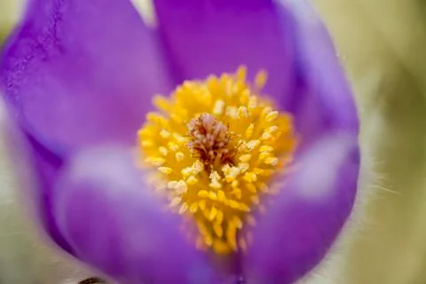 Snowdrop endangered tender first spring March flowers ,close-up Stock Photos