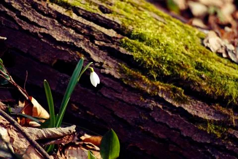 Snowdrop at fallen tree trunk Stock Photos