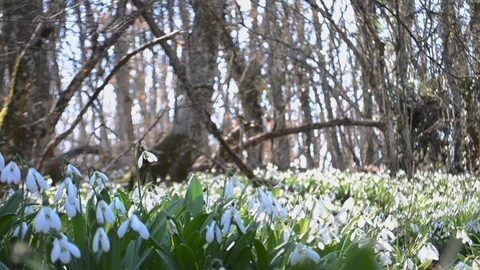 Snowdrop field Stock Footage 126289777