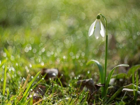 Snowdrop in field Stock Photos