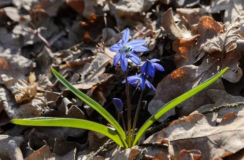 Snowdrop is the first spring flower in the forest Stock Photos