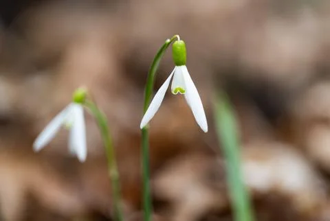 Snowdrop first spring flower Stock Photos