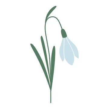 Snowdrop, first spring flowers, cartoon style. Trendy modern vector illustration Stock Illustration