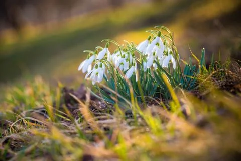 Snowdrop, the first spring flowers Stock Photos