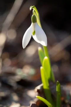 Snowdrop Flover Vertical Stock Photos