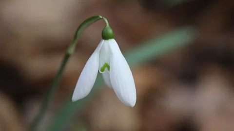 Snowdrop flower closeup Video stock 148548076