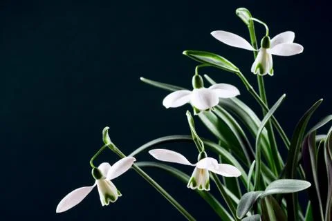 Snowdrop flower on dark background Stock Photos