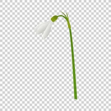 Snowdrop flower delicate white bloom on transparent background. Ilustração Stock