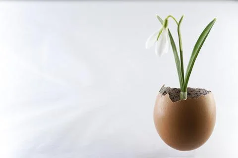 Snowdrop flower in an egg shell, close up Stock Photos