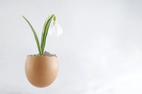 Snowdrop flower in an egg shell Foto stock