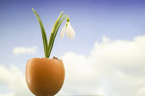 Snowdrop flower in an egg shell, with the sky in the background Stock Photos
