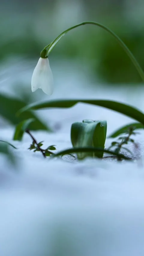 Snowdrop flower emerging through soft snow in a winter landscape, showcasing Stock Footage 321378354
