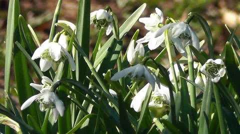 Snowdrop flower Video stock 22769586