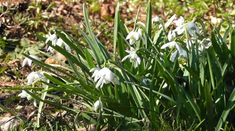 Snowdrop flower Stock Footage 22769638