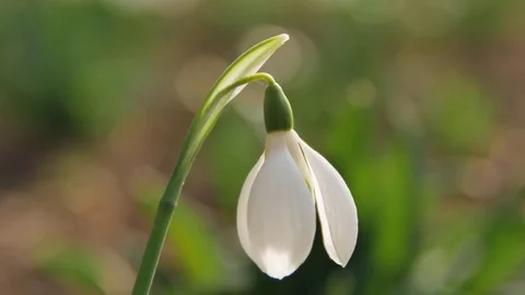 Snowdrop flower 動画素材 73602402