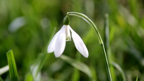 Snowdrop Flower Stock Footage 99117968