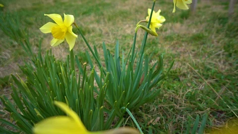 Snowdrop flower grass. Stock Footage 129093892
