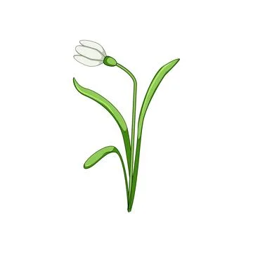 Snowdrop flower illustration symbolizing spring awakening and purity Stock Illustration