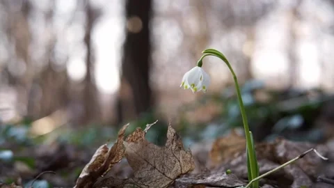 Snowdrop flower leucojum vernum is in the spring forest, close up Stock Footage