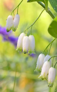 Snowdrop flower Stock Photos
