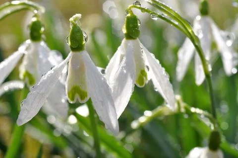 Snowdrop flower Stock-Fotos