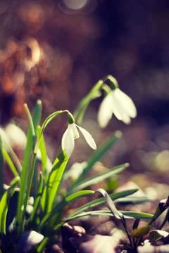 Snowdrop flower Foto stock