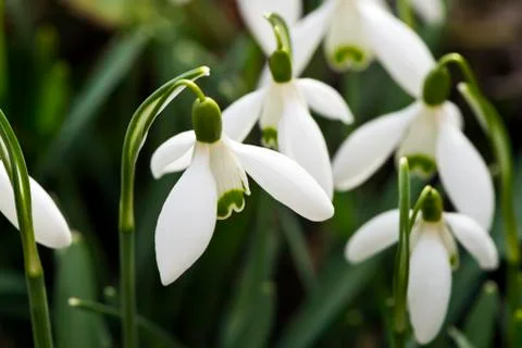 Snowdrop flower Stock Photos