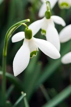 Snowdrop flower Foto stock
