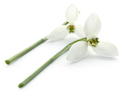 Snowdrop flower Stock Photos