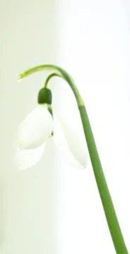Snowdrop flower Stock Photos