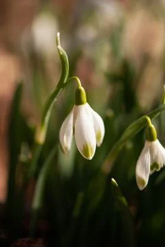 Snowdrop Flower Foto stock
