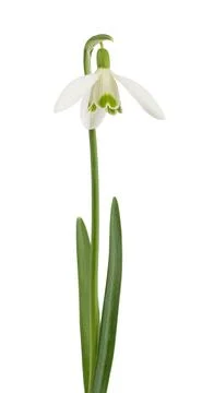 Snowdrop flower Stock Photos