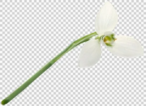 Snowdrop flower Stock Photos