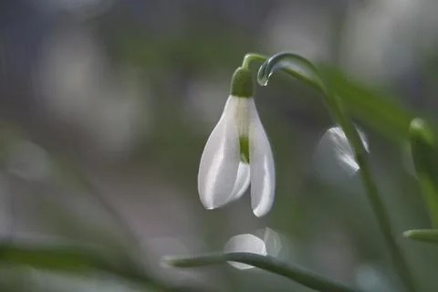 Snowdrop flower Stock Photos
