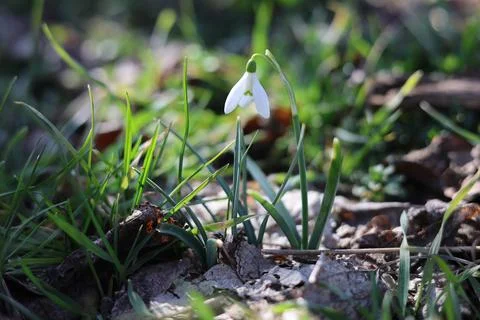 Snowdrop flower Stock Photos