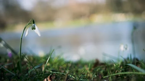 A snowdrop flower at river bank Video stock 341436582