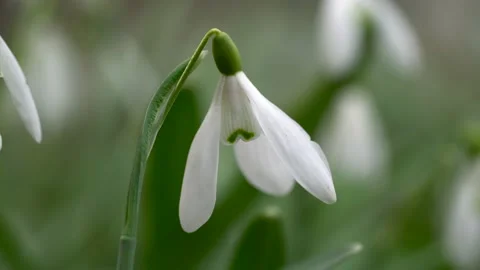 Snowdrop flower in spring. Stock Footage 151776328