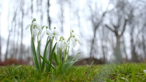 Snowdrop flower on spring meadow Stock Footage 89833384