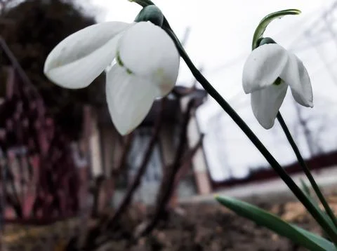 The snowdrop flower in spring Foto stock