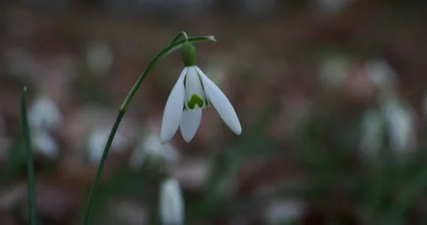 Snowdrop Flower Swaying Gently in a park with Birdsong Stock Footage 340108622
